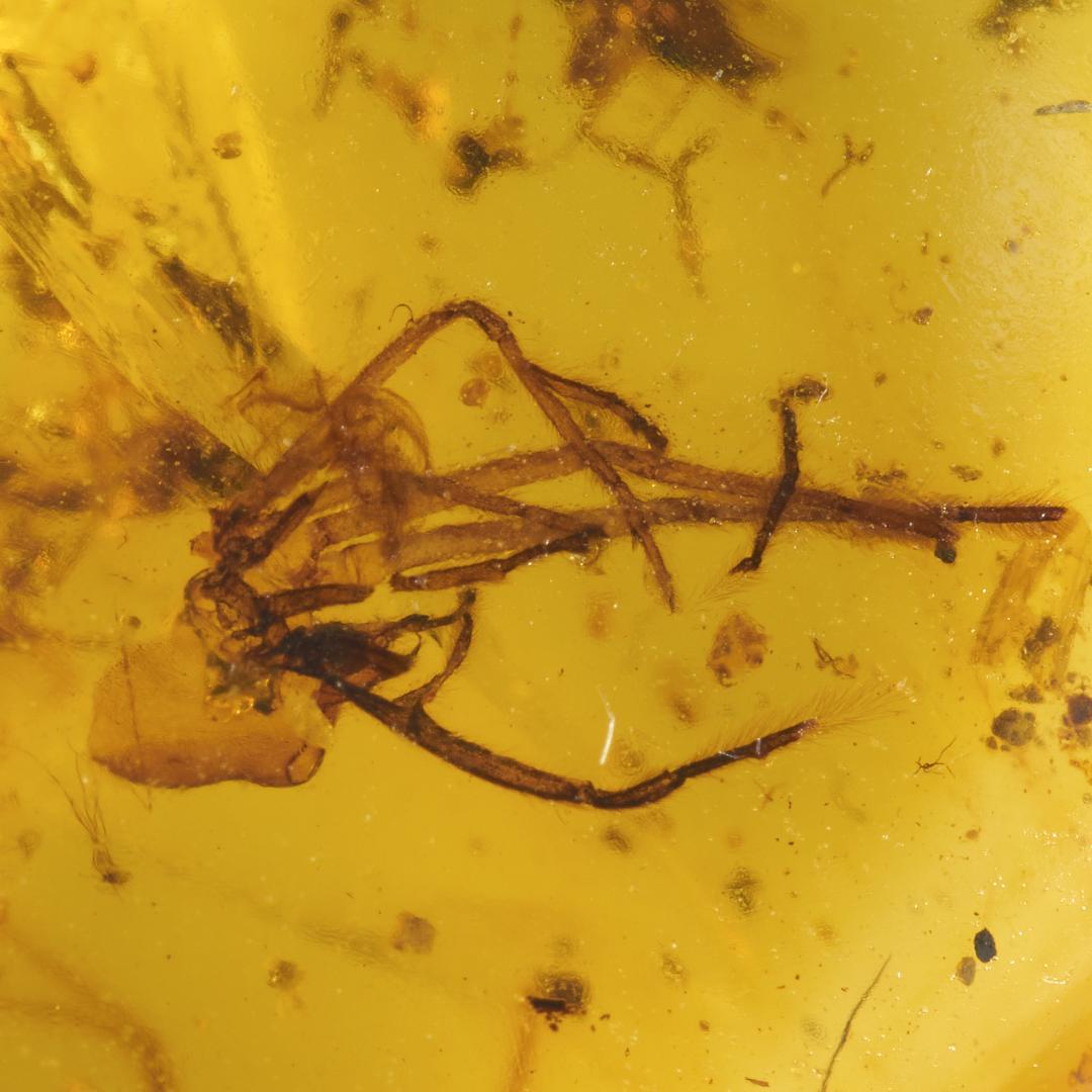 ZB349虫入り琥珀化石 ミャンマー カムティかタナイ産 9900万年前