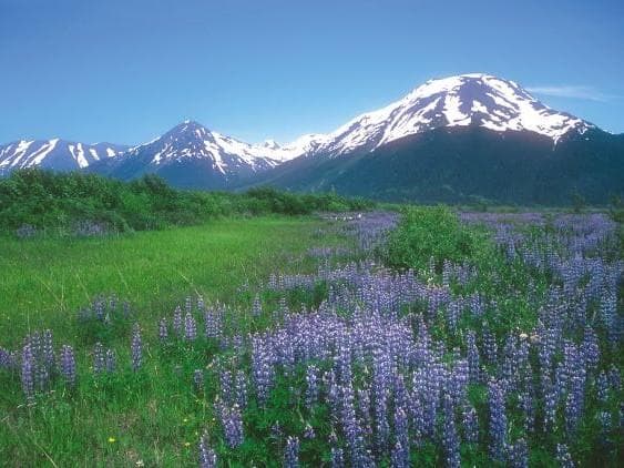 予約品】ソウルサポートスプレー(60ml) アラスカン フラワーエッセンス