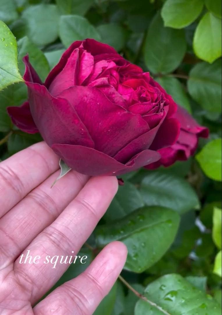 1.29癌腫無し 即購入可能】【ザスクワイヤー】廃盤ERイングリッシュ