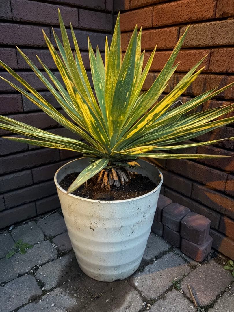 ユッカ グロリオサ 散り斑 い - メルカリ