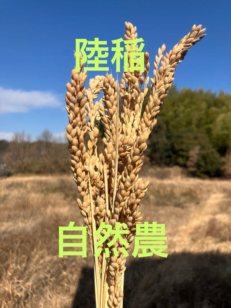 ハッピーヒル うるち 種籾 約50g 塩水選済み 自然乾燥 陸稲 自然農