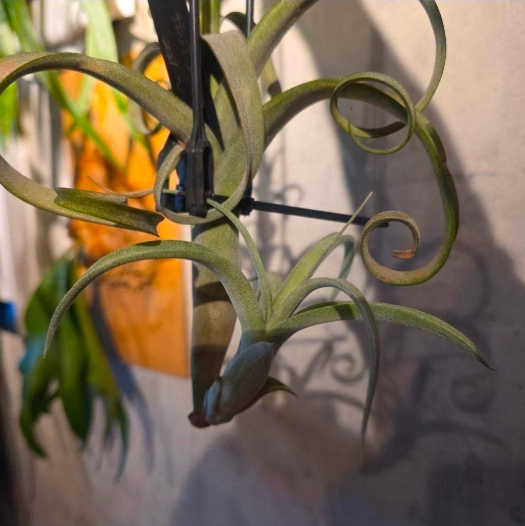 チランジア カーリースリム】親株はヴィヴィパラ 希少 エアープランツ