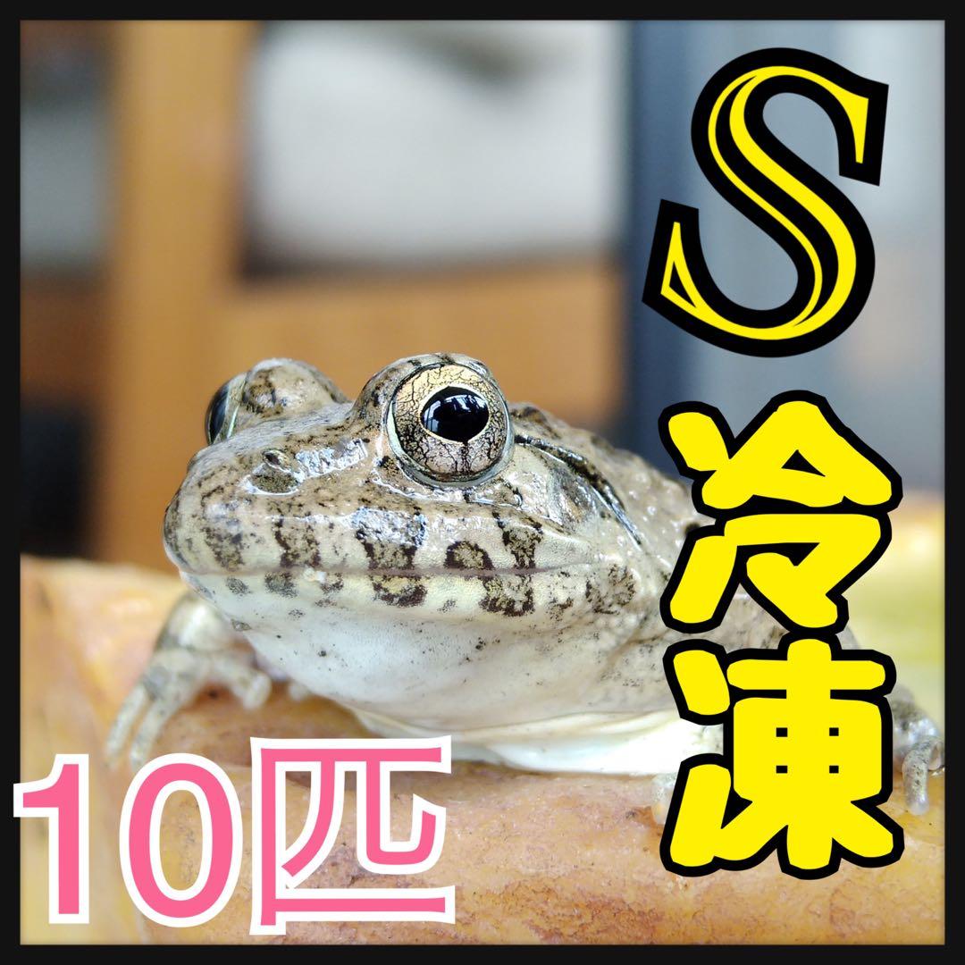 冷凍カエル【S・10匹】餌用カエル 約2〜2.5cm ヌマガエル 餌 自家繁殖