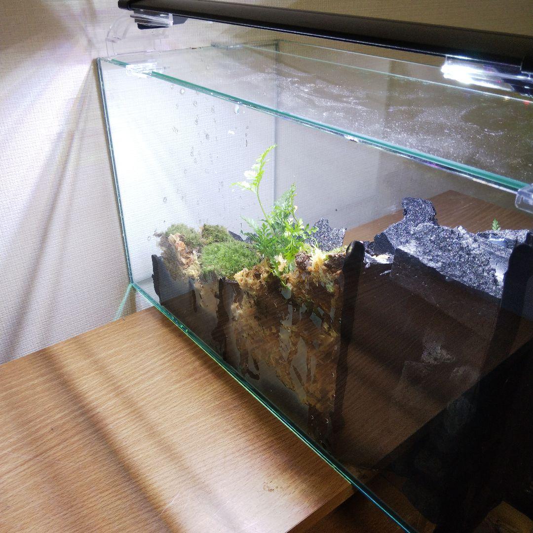 受注生産】滝の流れるアクアテラリウム イモリウム 苔 水槽 苔