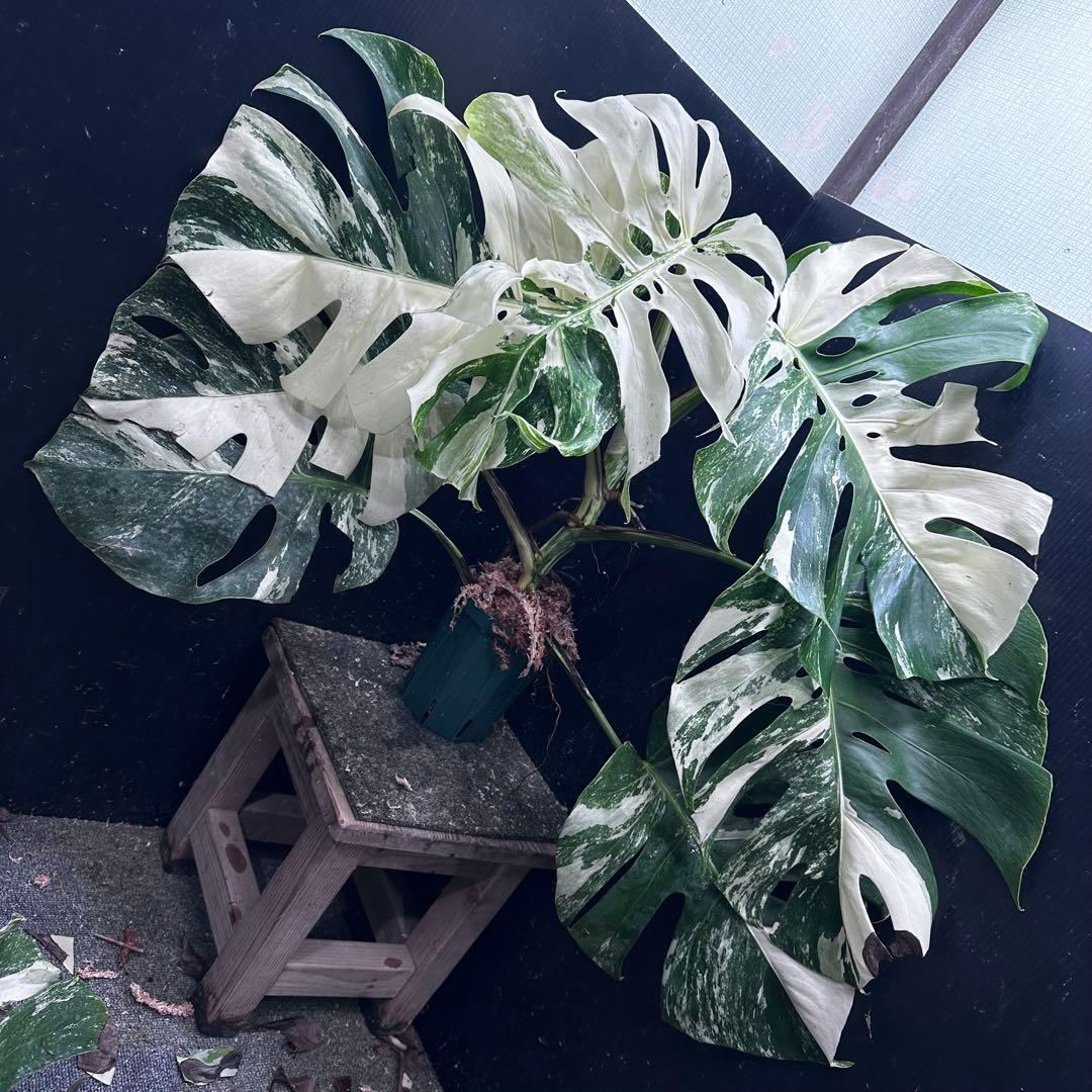 Y*様 斑入りモンステラ ホワイトタイガー極美大株61cm白斑多 斑入りモンステラ ホワイトタイガー極美大株52cm白斑多 - メルカリ