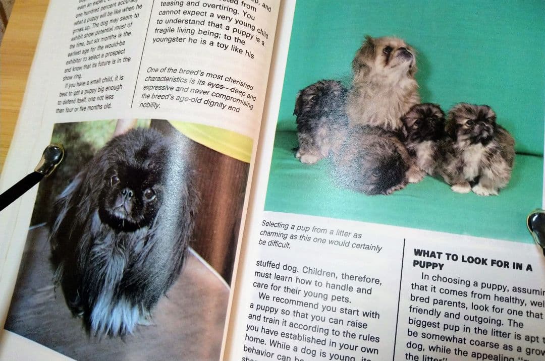 ペキニーズ書籍4冊セット 本 洋書 写真 pekingese PEKINGESE - メルカリ