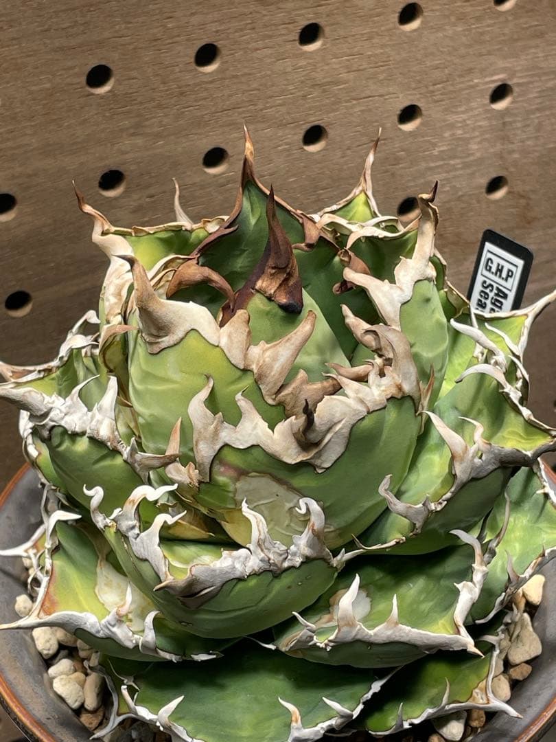 C*a様 アガベ　チタノタ　シーザー　親株　抜苗発送 アガベ チタノタ 