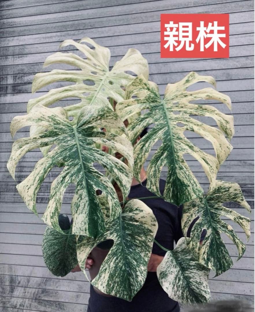 モンステラ ホワイトモンスター 天津蘭 - メルカリ