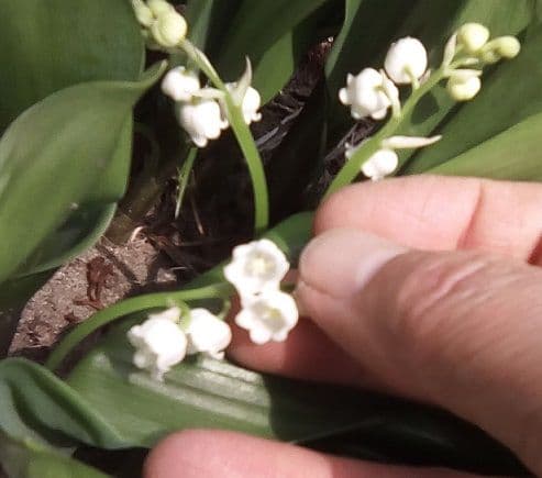 日本すずらん 苗 芽 12個くらい - メルカリ