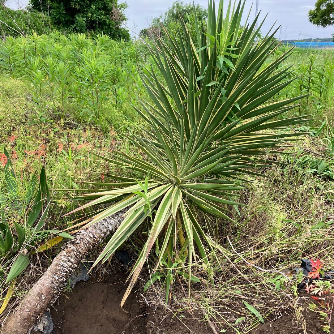 JP様 リクエスト 2点 まとめ商品の通販はau PAY マーケット - 輸入雑貨