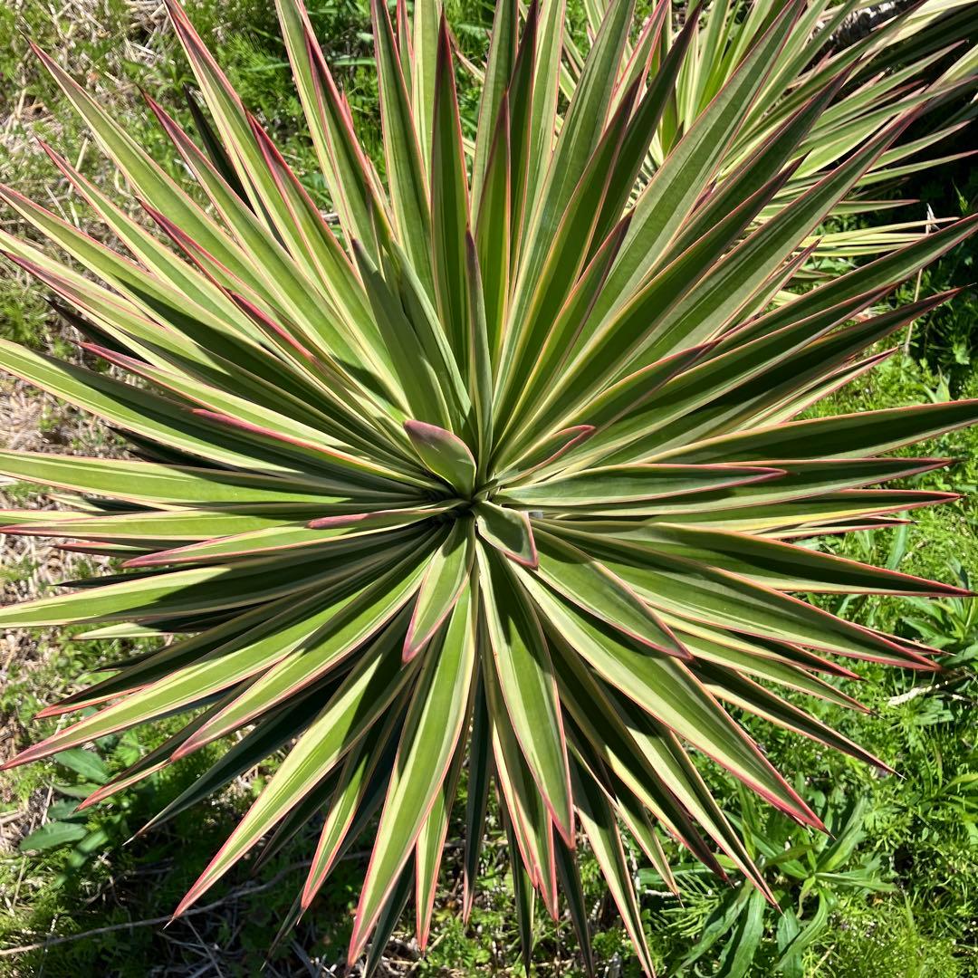 JP様 リクエスト 2点 まとめ商品の通販はau PAY マーケット - 輸入雑貨