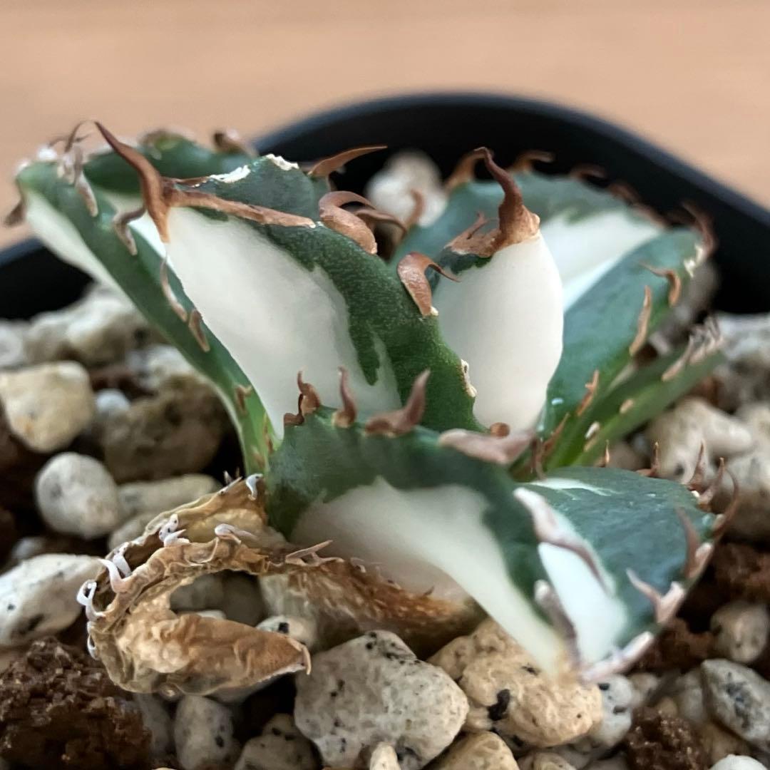 Pinky☆もんちぃ　速達【鉢ごと発送】アガべ　太陽神錦　白中斑　TC