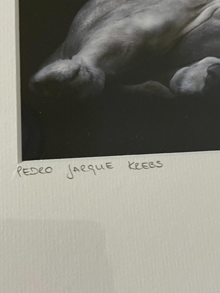 限定】イエローコーナー アート写真 ライオン ペドロ・ハルケ