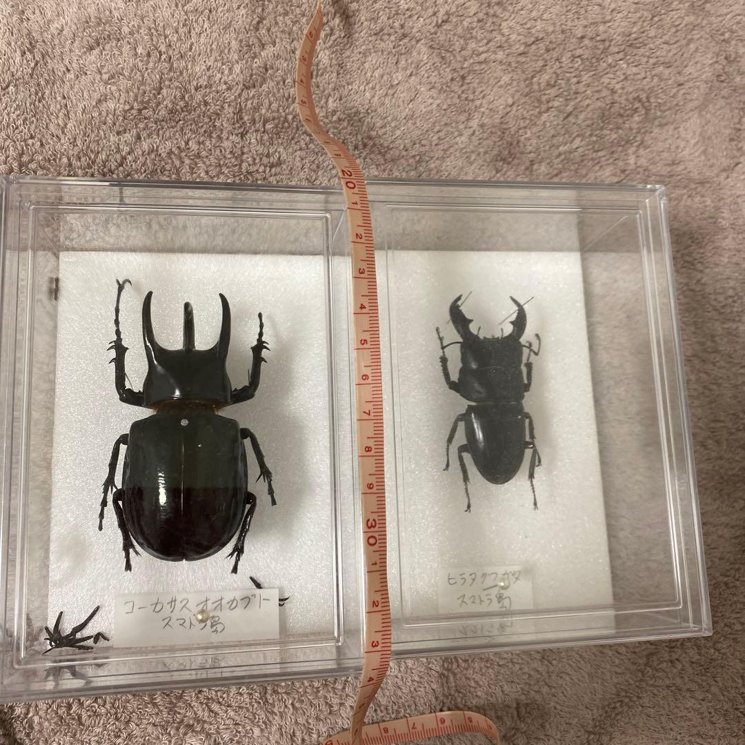 b*a様 緑色の昆虫標本 約50匹 ヤマトタマムシ 装飾 標本の通販はau PAY