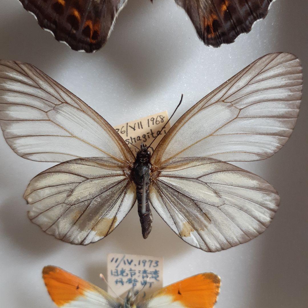 蝶標本 オオイチモンジ、クモマツマキチョウ、ミヤマシロチョウ