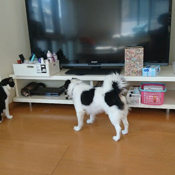 50インチテレビ XPRICE Yahoo!店 - 50〜51V型｜Yahoo!ショッピング