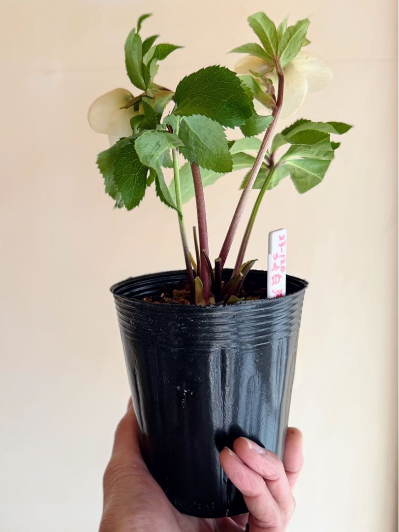 □加藤農園□ 強香 今シーズン株分け クリスマスローズ - メルカリ