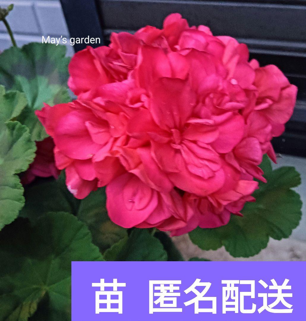 ゼラニウム 苗 濃いピンク 八重咲 ゼラニューム苗 ゼラニウム苗 花苗