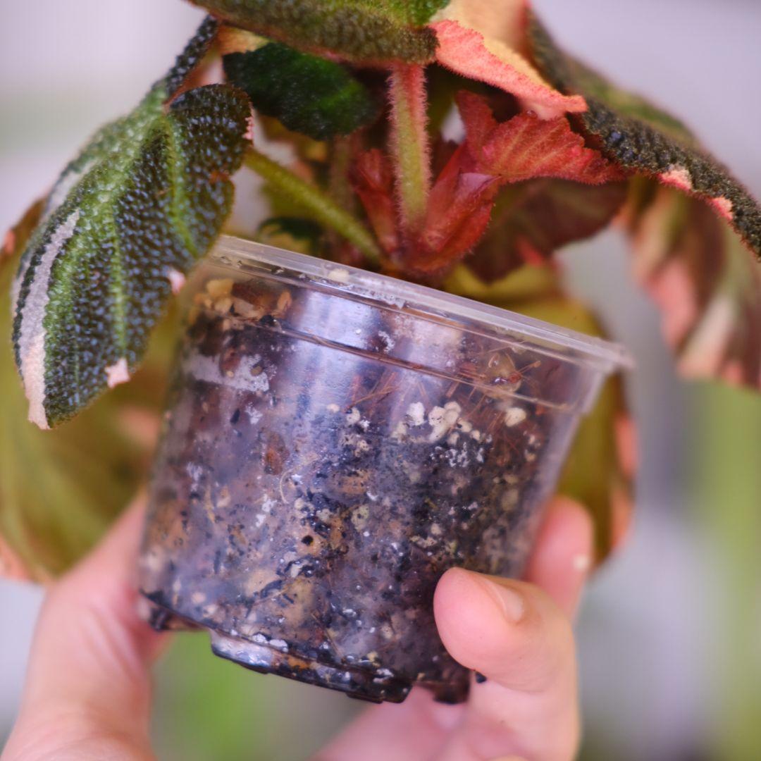 Begonia soli mutata Var.│ベゴニア ソリムタータ ピンク - メルカリ