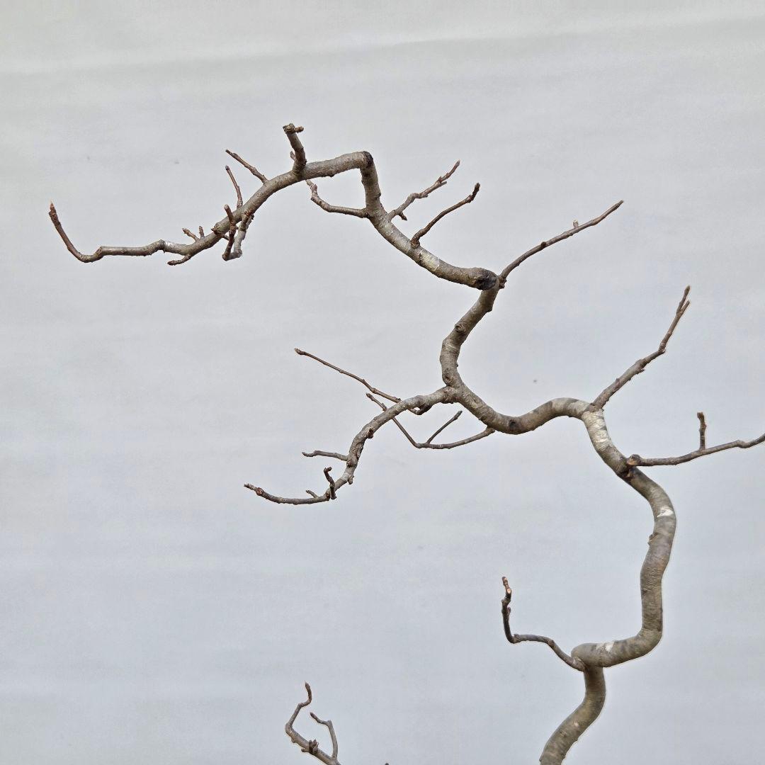 日本カマツカ [双幹文人風木] 中品盆栽 - メルカリ