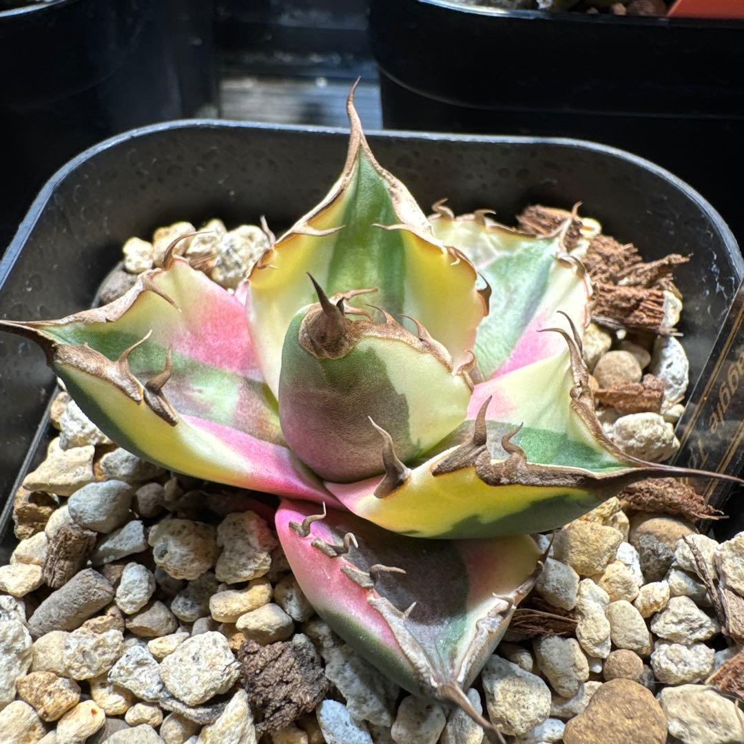 アガベ チタノタ スナグルトゥース 錦 斑入り 子株 良型 オテロイ 白鯨