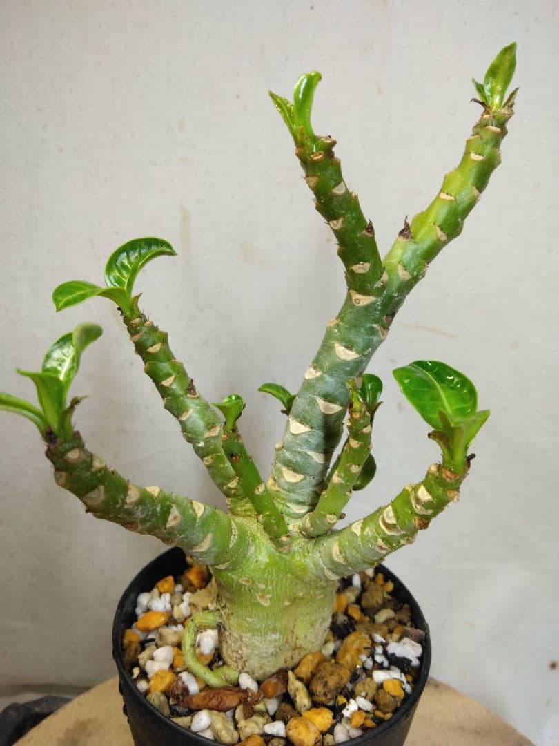 ゴードン様　メデューサ5本　らくらくメルカリ便RNL64 のん様専用箱根駅伝ベンチコートMサイズ - メルカリ