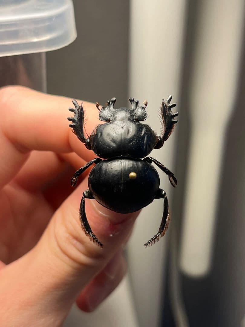 【29mm♂】クモガタタマオシコガネに酷似のPachysoma schinzi 属内2位】スネブトタマオシコガネ スカラベ糞虫フンチュウ昆虫標本