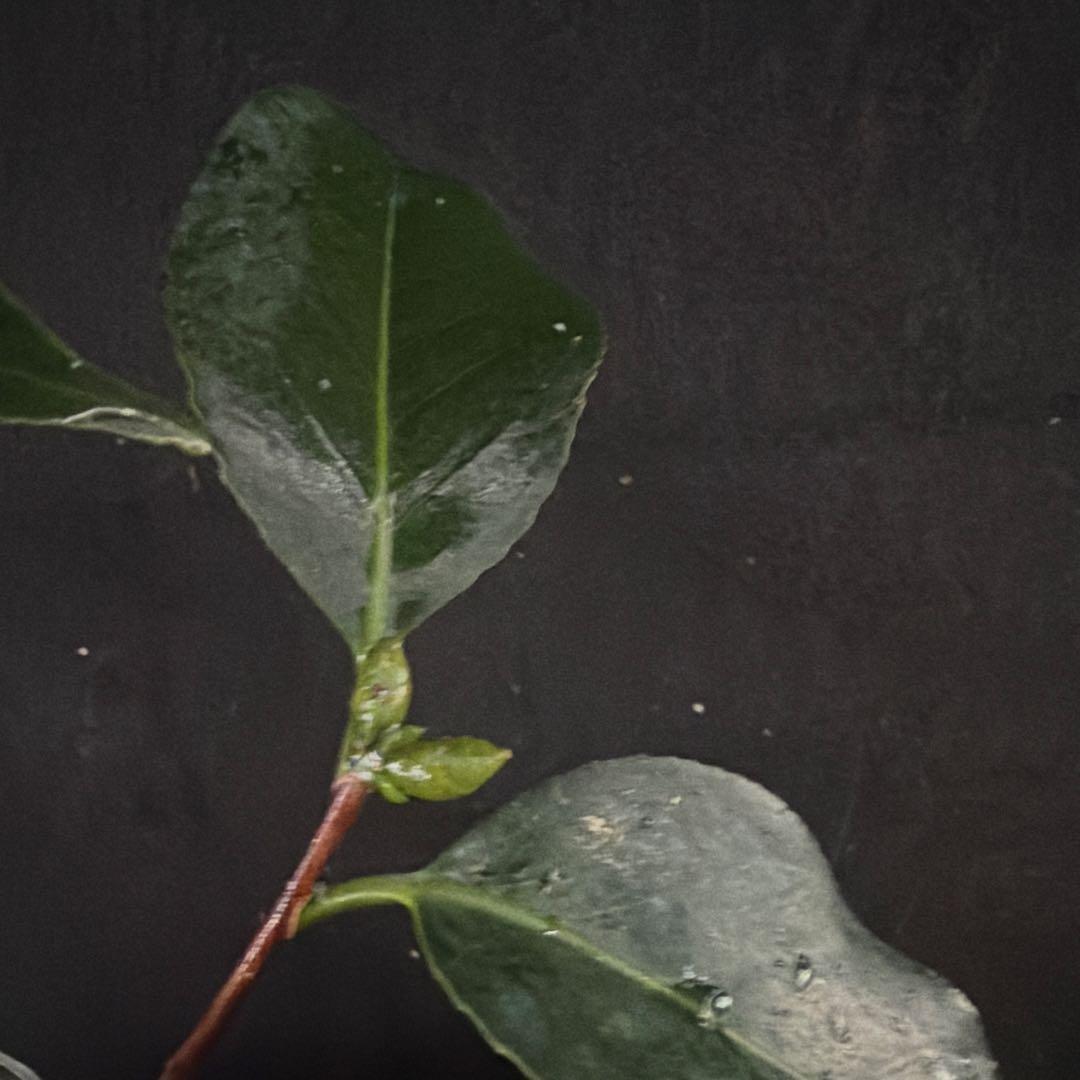 サト咲羽の誉(さわのほまれ)と炎セット苗