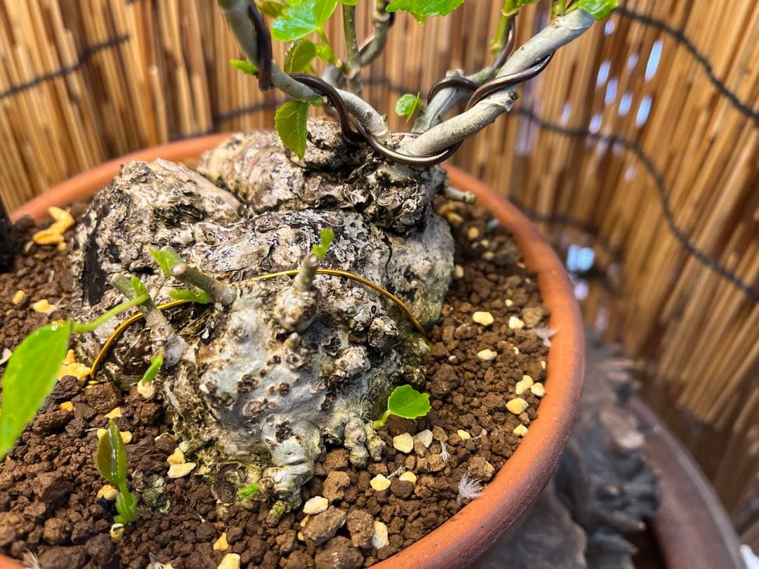 ✨✨✨オキナワイボオオハマボウ【◎良品素材】検/ハート葉happy♪セール♪