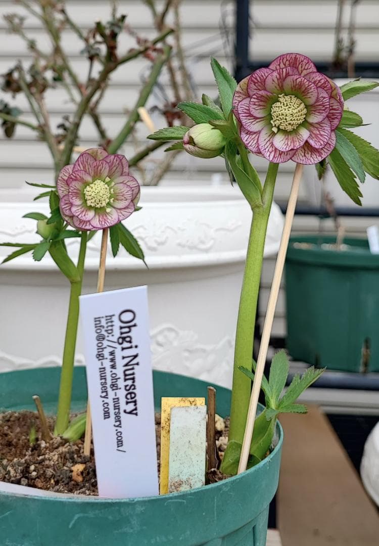 クリスマスローズ☆大木ナーサリー☆オーレアベインダブル☆極上品