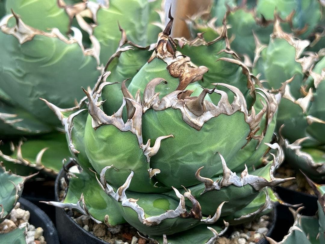 アガベ チタノタ ビッグスパイン子株② - メルカリ