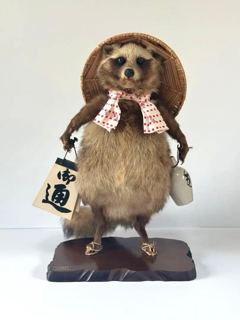 狸 たぬこ 剥製 - メルカリ