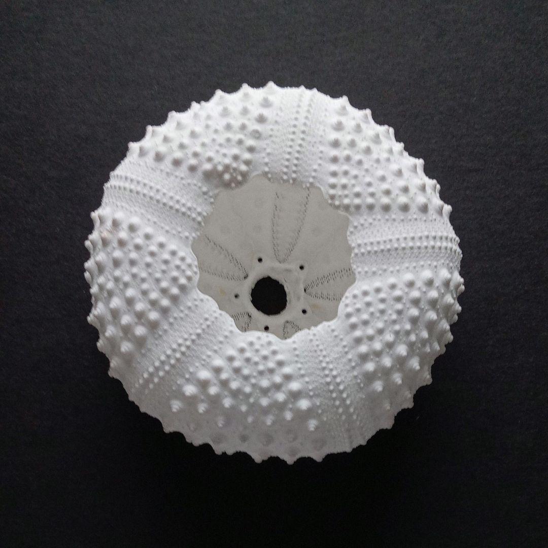 天然素材 ウニ殻 シーウーチン 綺麗なガンガゼ 標本 - メルカリ