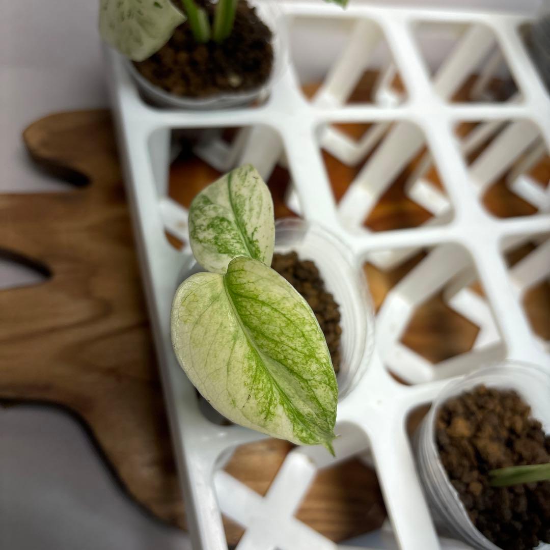 5株セットMS17【特別選抜】ホワイトモンスター／天津蘭 モンステラ斑入り