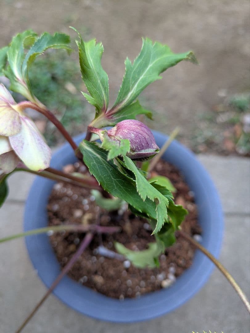 クリスマスローズ ダブル グリーンブロッチ 平咲き〈広瀬園芸〉 - メルカリ