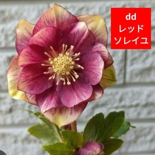 専用出品　本人以外ご購入　閲覧✕