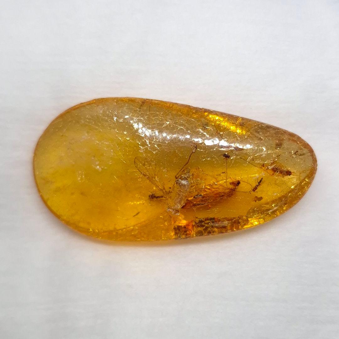 美品 虫入り コーパル 化石 天然 マダガスカル海産 51.16mm cp3