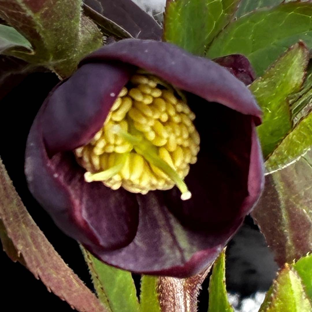 ラ*ク様 3577☘️蕾花付☘️極上☘️⭐️原生地採取⭐️croaticus⭐️