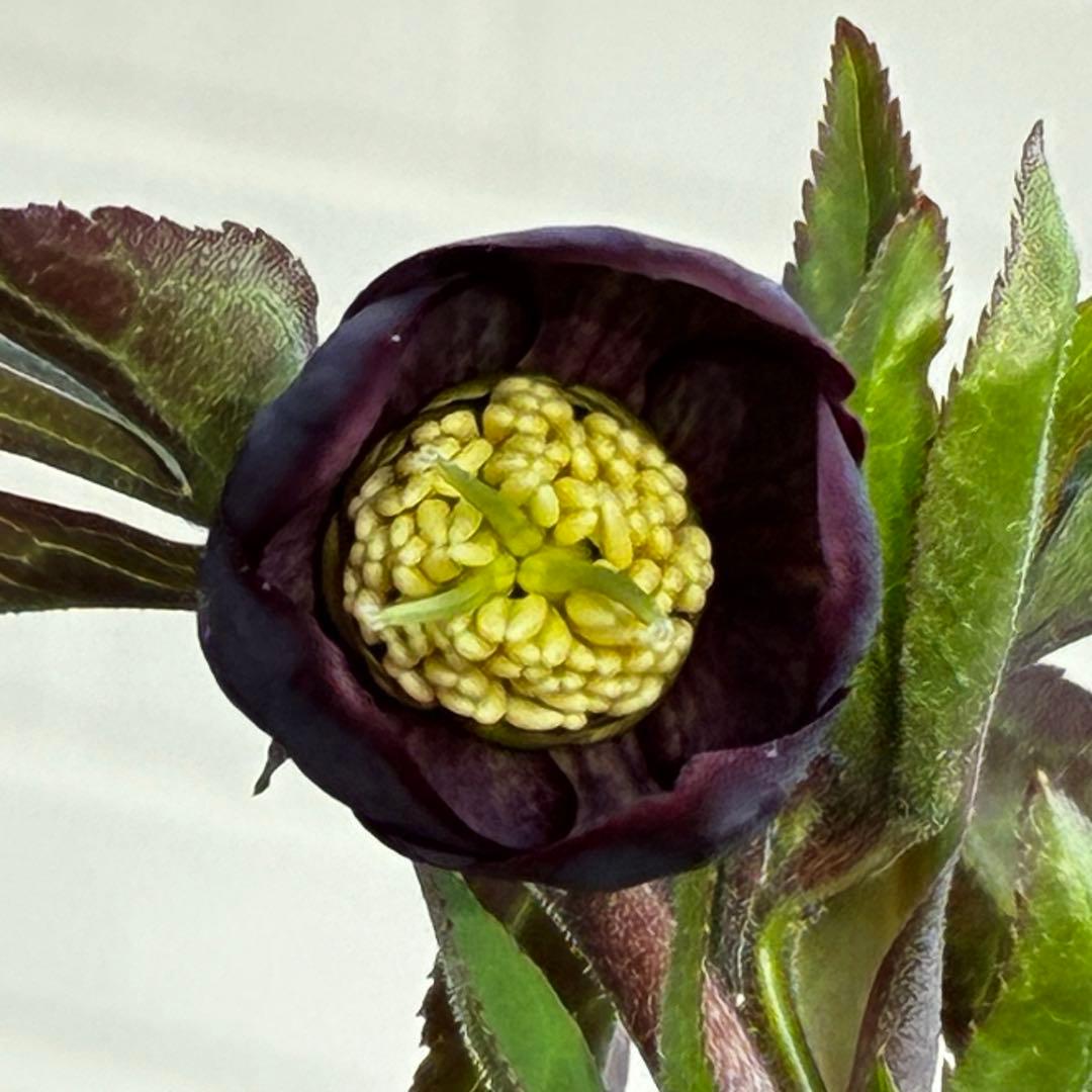 ラ*ク様 3577☘️蕾花付☘️極上☘️⭐️原生地採取⭐️croaticus⭐️