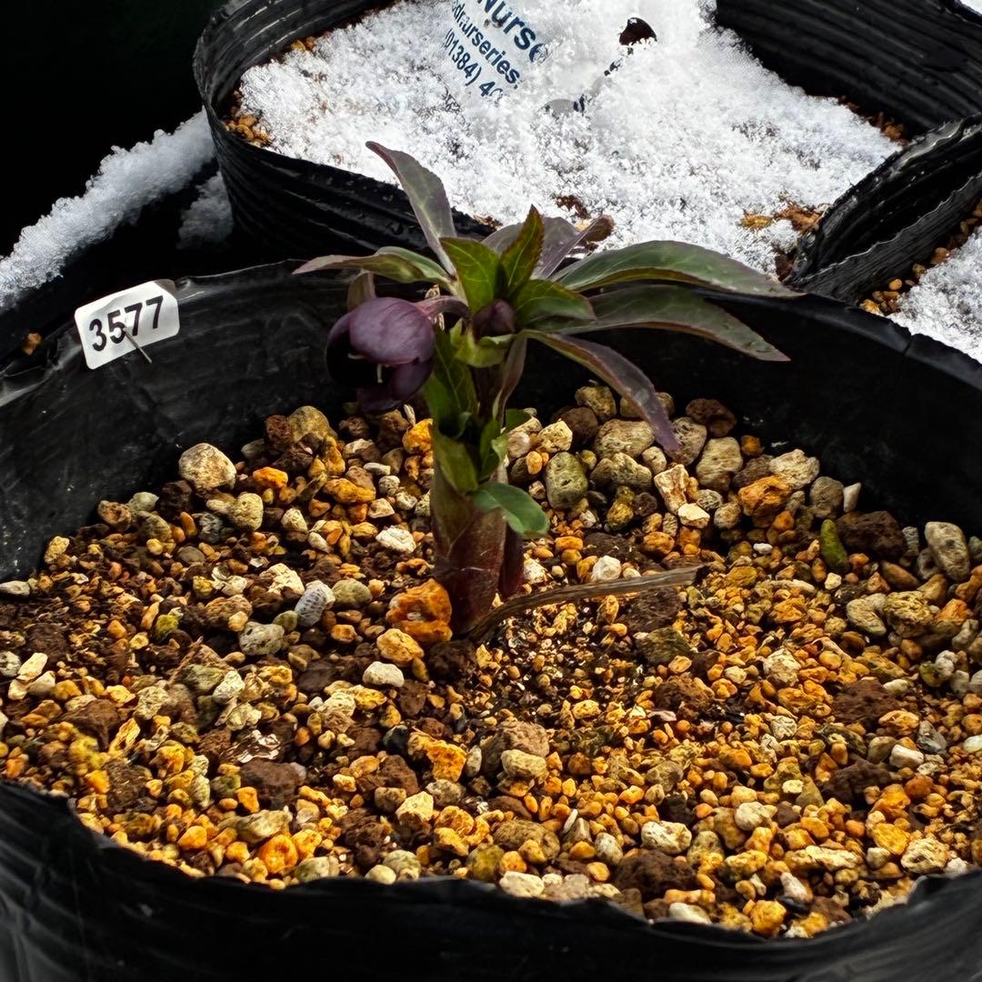 ラ*ク様 3577☘️蕾花付☘️極上☘️⭐️原生地採取⭐️croaticus⭐️