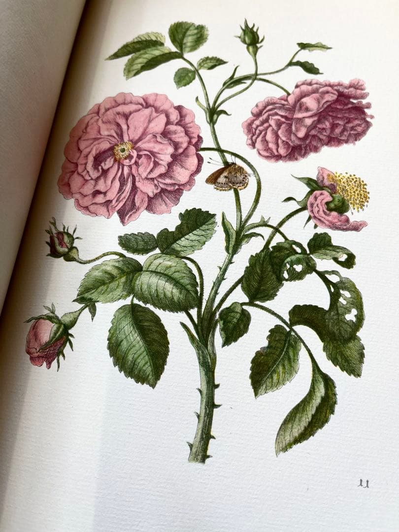 M.S. Merian お花図鑑 2冊 ヴィンテージ洋書 インゼル 初版1966