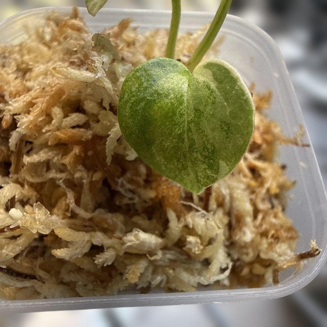 縄*⁇様 アンスリウム (papi×cry var)× michelle 斑入り