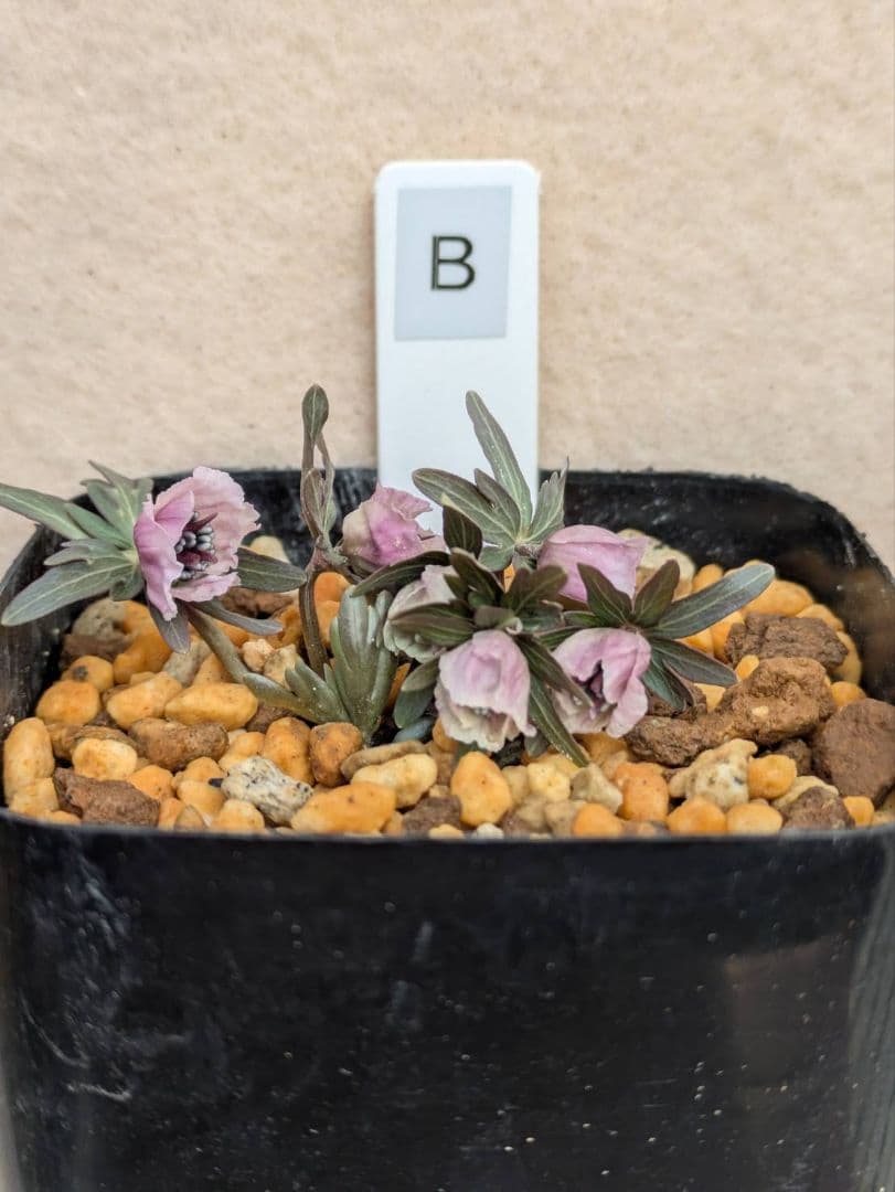 B.セツブンソウ　赤花　6花 B.セツブンソウ 赤花 6花 - メルカリ