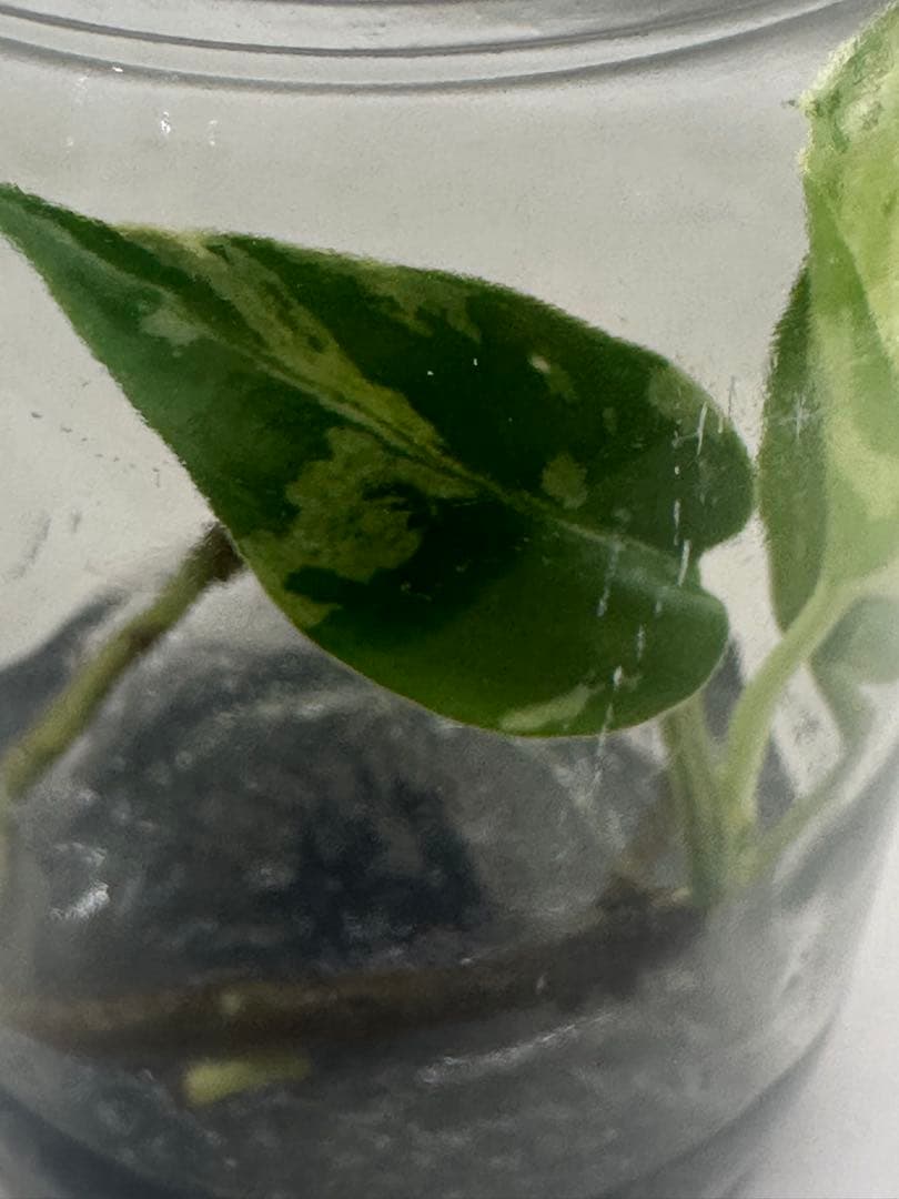 本日限定価格 希少株 Monstera Bulbasaurモンステラ・フシギダネ