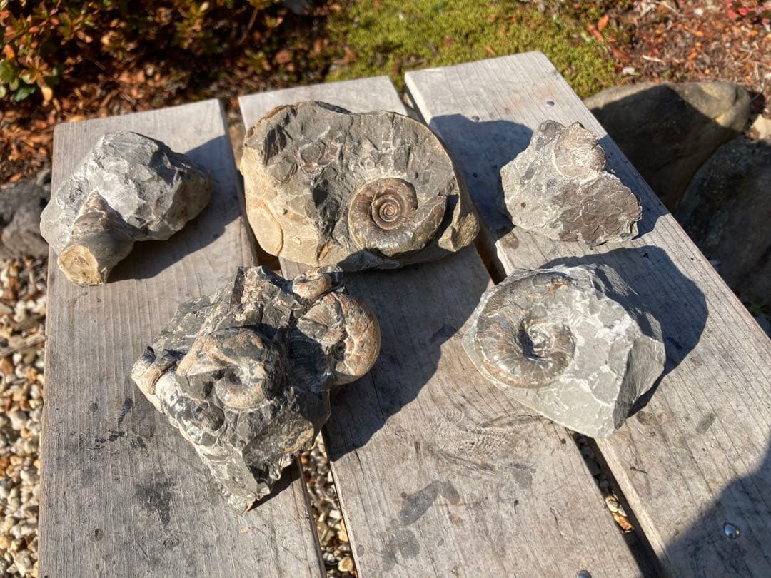 アンモナイト　貝などセット アンモナイト3個セット017｜恐竜・化石グッズの専門店 ふぉっしる