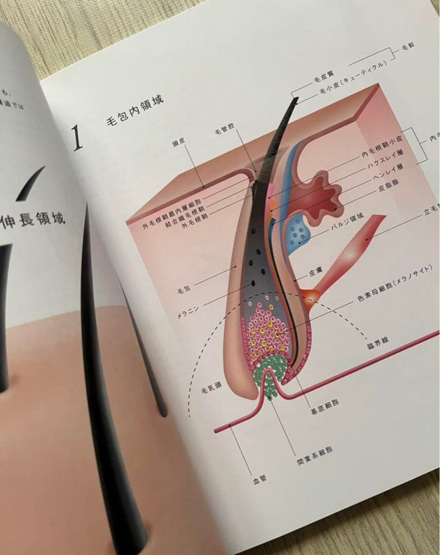 毛髪構造機構 大図鑑