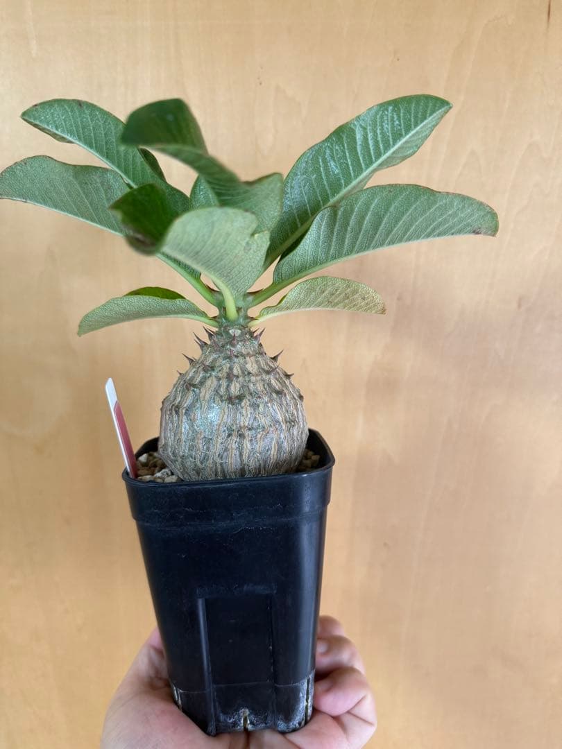 国内繁殖株の種子からの実生株 パキポディウムウィンゾリー - メルカリ