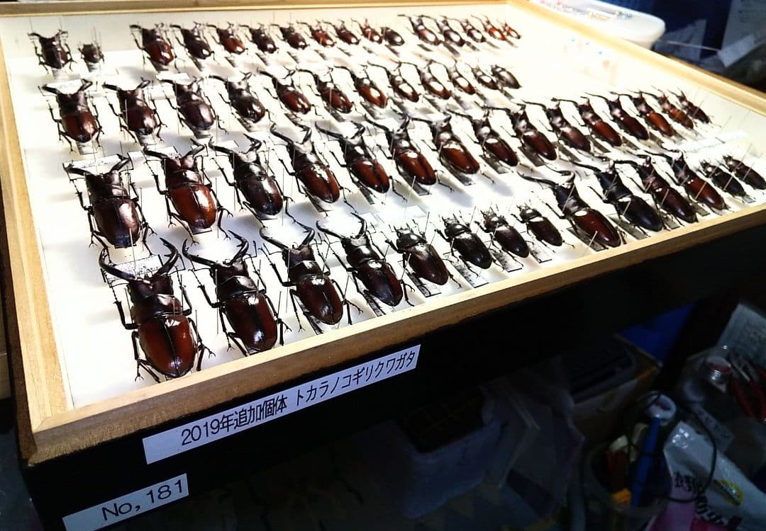 村山輝記製作・クワガタ標本 トカラノコギリクワガタ全島