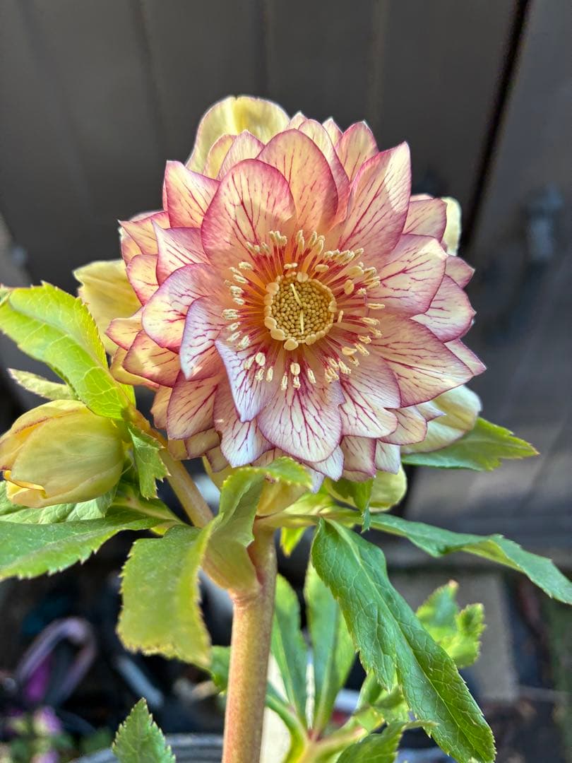 クリスマスローズ　DDクリームベイン赤蕊 クリスマスローズ DDクリームベイン赤蕊