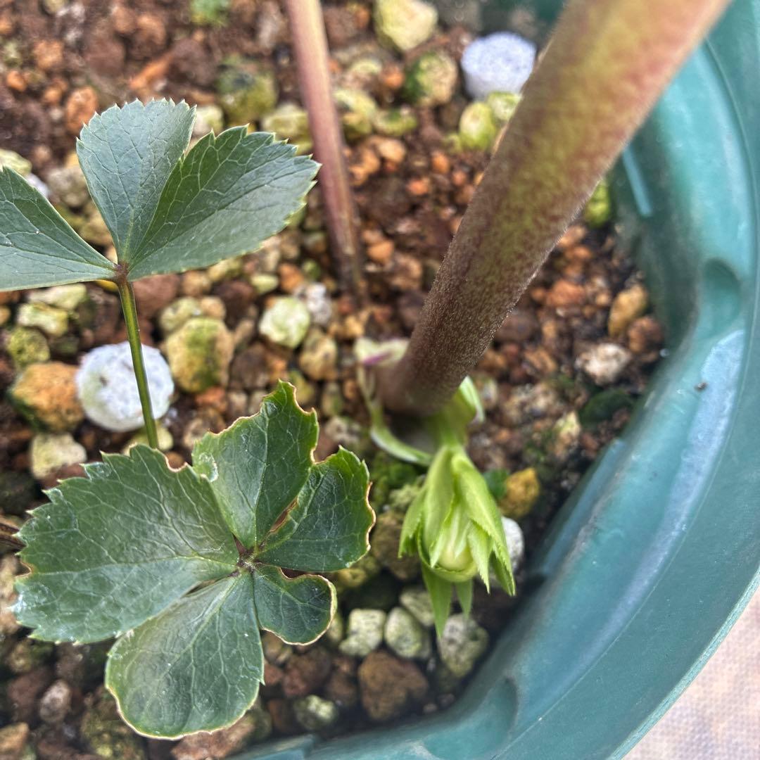 クリスマスローズ リバーシブル グリーンフラッシュ 7寸 希少 - メルカリ